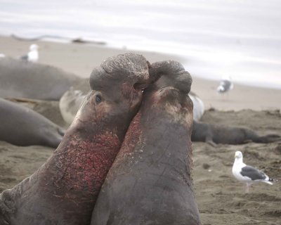 Seal, Northern Elephant, 2 Bulls, fighting-010110-Piedras Blancas, CA, Pacific Ocean-#0618.jpg