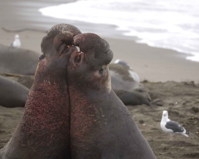 Seal, Northern Elephant, 2 Bulls, fighting-010110-Piedras Blancas, CA, Pacific Ocean-#0622.jpg