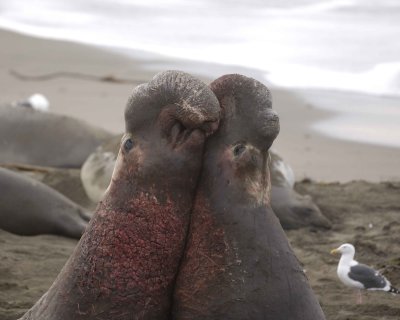 Seal, Northern Elephant, 2 Bulls, fighting-010110-Piedras Blancas, CA, Pacific Ocean-#0627.jpg