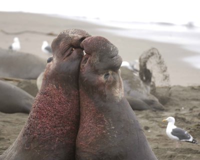 Seal, Northern Elephant, 2 Bulls, fighting-010110-Piedras Blancas, CA, Pacific Ocean-#0636.jpg