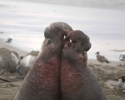 Seal, Northern Elephant, 2 Bulls, fighting-010110-Piedras Blancas, CA, Pacific Ocean-#0641.jpg