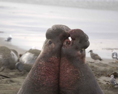 Seal, Northern Elephant, 2 Bulls, fighting-010110-Piedras Blancas, CA, Pacific Ocean-#0642.jpg