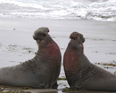 Seal, Northern Elephant, 2 Bulls, fighting-010110-Piedras Blancas, CA, Pacific Ocean-#0662.jpg