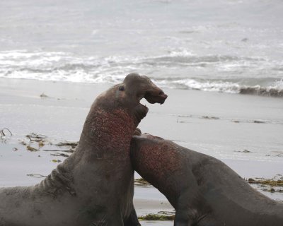 Seal, Northern Elephant, 2 Bulls, fighting-010110-Piedras Blancas, CA, Pacific Ocean-#0667.jpg