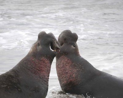 Seal, Northern Elephant, 2 Bulls, fighting-010110-Piedras Blancas, CA, Pacific Ocean-#0670.jpg