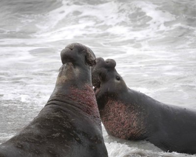 Seal, Northern Elephant, 2 Bulls, fighting-010110-Piedras Blancas, CA, Pacific Ocean-#0675.jpg