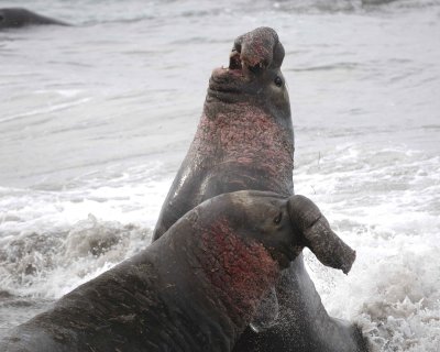 Seal, Northern Elephant, 2 Bulls, fighting-010110-Piedras Blancas, CA, Pacific Ocean-#0677.jpg