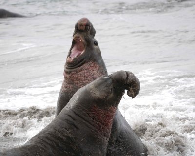 Seal, Northern Elephant, 2 Bulls, fighting-010110-Piedras Blancas, CA, Pacific Ocean-#0678.jpg