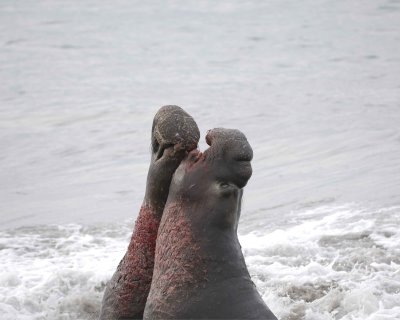 Seal, Northern Elephant, 2 Bulls, fighting-010110-Piedras Blancas, CA, Pacific Ocean-#0680.jpg