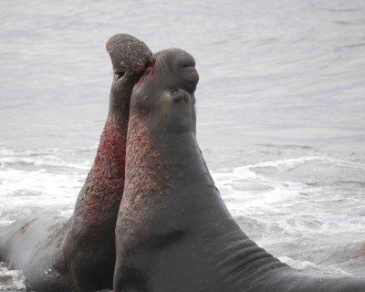 Seal, Northern Elephant, 2 Bulls, fighting-010110-Piedras Blancas, CA, Pacific Ocean-#0685.jpg