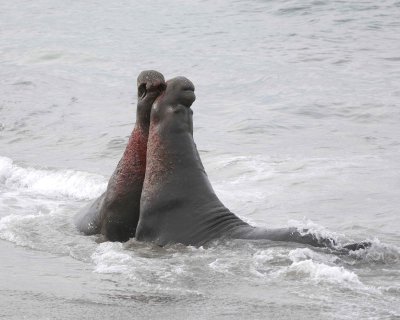 Seal, Northern Elephant, 2 Bulls, fighting-010110-Piedras Blancas, CA, Pacific Ocean-#0687.jpg