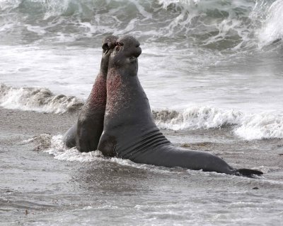 Seal, Northern Elephant, 2 Bulls, fighting-010110-Piedras Blancas, CA, Pacific Ocean-#077.jpg