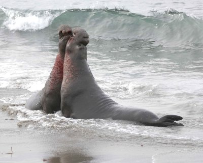 Seal, Northern Elephant, 2 Bulls, fighting-010110-Piedras Blancas, CA, Pacific Ocean-#0692.jpg