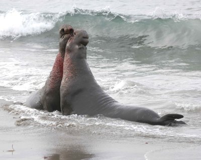 Seal, Northern Elephant, 2 Bulls, fighting-010110-Piedras Blancas, CA, Pacific Ocean-#0693.jpg