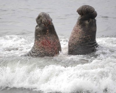 Seal, Northern Elephant, 2 Bulls, fighting-010110-Piedras Blancas, CA, Pacific Ocean-#0713.jpg