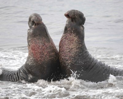 Seal, Northern Elephant, 2 Bulls, fighting-010110-Piedras Blancas, CA, Pacific Ocean-#0716.jpg