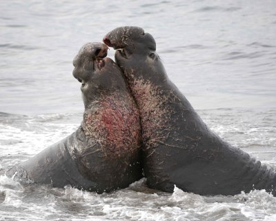 Seal, Northern Elephant, 2 Bulls, fighting-010110-Piedras Blancas, CA, Pacific Ocean-#0718.jpg