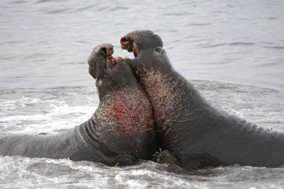 Seal, Northern Elephant, 2 Bulls, fighting-010110-Piedras Blancas, CA, Pacific Ocean-#0721.jpg
