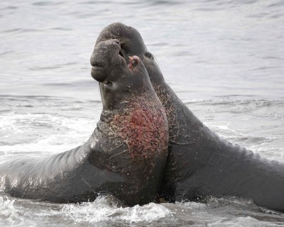 Seal, Northern Elephant, 2 Bulls, fighting-010110-Piedras Blancas, CA, Pacific Ocean-#0724.jpg