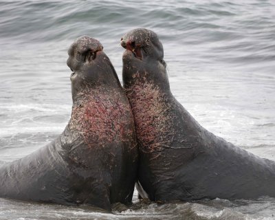 Seal, Northern Elephant, 2 Bulls, fighting-010110-Piedras Blancas, CA, Pacific Ocean-#0726.jpg