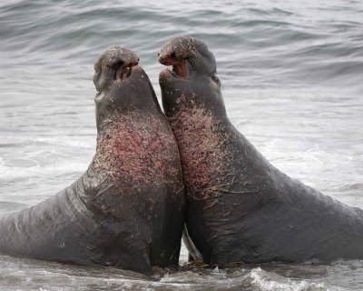 Seal, Northern Elephant, 2 Bulls, fighting-010110-Piedras Blancas, CA, Pacific Ocean-#0727.jpg