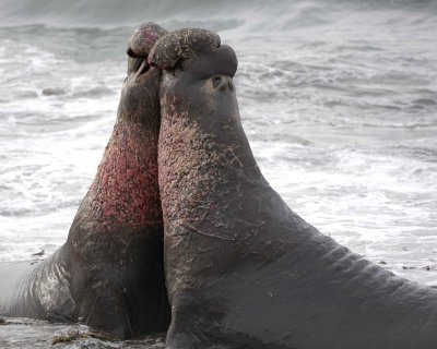 Seal, Northern Elephant, 2 Bulls, fighting-010110-Piedras Blancas, CA, Pacific Ocean-#0738.jpg