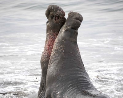Seal, Northern Elephant, 2 Bulls, fighting-010110-Piedras Blancas, CA, Pacific Ocean-#0746.jpg