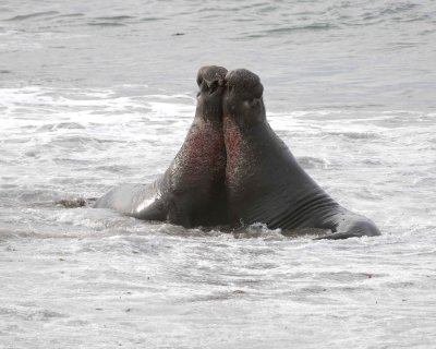Seal, Northern Elephant, 2 Bulls, fighting-010110-Piedras Blancas, CA, Pacific Ocean-#0760.jpg