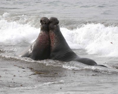 Seal, Northern Elephant, 2 Bulls, fighting-010110-Piedras Blancas, CA, Pacific Ocean-#0771.jpg