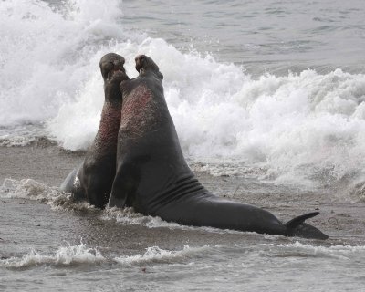 Seal, Northern Elephant, 2 Bulls, fighting-010110-Piedras Blancas, CA, Pacific Ocean-#0777.jpg