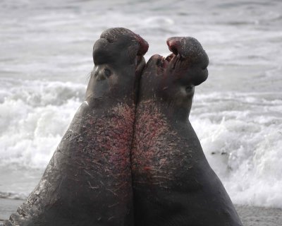 Seal, Northern Elephant, 2 Bulls, fighting-010110-Piedras Blancas, CA, Pacific Ocean-#0778.jpg