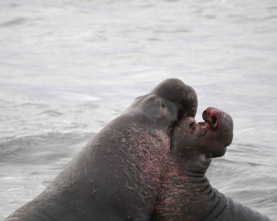 Seal, Northern Elephant, 2 Bulls, fighting-010110-Piedras Blancas, CA, Pacific Ocean-#0780.jpg