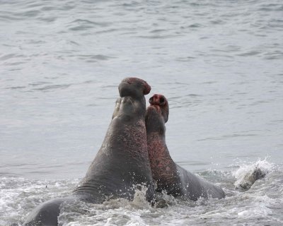 Seal, Northern Elephant, 2 Bulls, fighting-010110-Piedras Blancas, CA, Pacific Ocean-#0782.jpg
