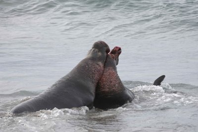 Seal, Northern Elephant, 2 Bulls, fighting-010110-Piedras Blancas, CA, Pacific Ocean-#0787.jpg