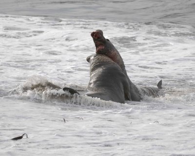 Seal, Northern Elephant, 2 Bulls, fighting-010110-Piedras Blancas, CA, Pacific Ocean-#0799.jpg