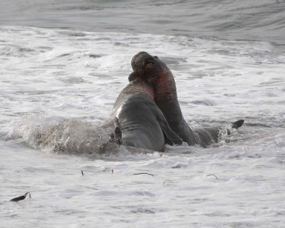 Seal, Northern Elephant, 2 Bulls, fighting-010110-Piedras Blancas, CA, Pacific Ocean-#0800.jpg