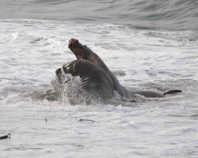 Seal, Northern Elephant, 2 Bulls, fighting-010110-Piedras Blancas, CA, Pacific Ocean-#0802.jpg