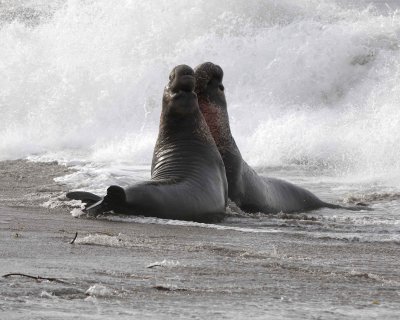 Seal, Northern Elephant, 2 Bulls, fighting-010110-Piedras Blancas, CA, Pacific Ocean-#0806.jpg