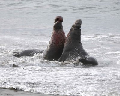Seal, Northern Elephant, 2 Bulls, fighting-010110-Piedras Blancas, CA, Pacific Ocean-#0810.jpg