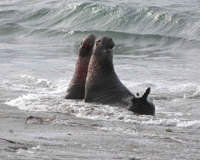 Seal, Northern Elephant, 2 Bulls, fighting-010110-Piedras Blancas, CA, Pacific Ocean-#0819.jpg