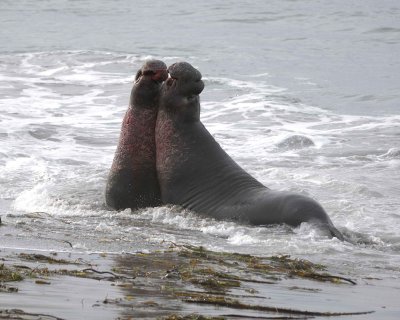 Seal, Northern Elephant, 2 Bulls, fighting-010110-Piedras Blancas, CA, Pacific Ocean-#0843.jpg