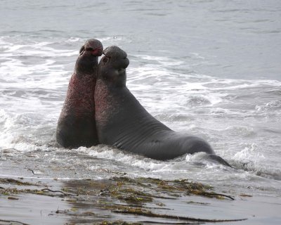 Seal, Northern Elephant, 2 Bulls, fighting-010110-Piedras Blancas, CA, Pacific Ocean-#0844.jpg
