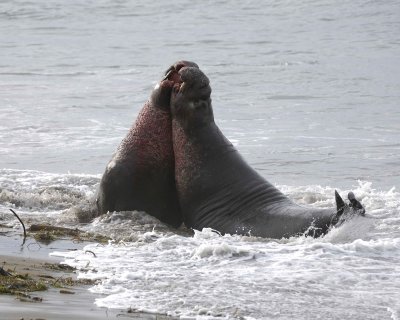 Seal, Northern Elephant, 2 Bulls, fighting-010110-Piedras Blancas, CA, Pacific Ocean-#0847.jpg