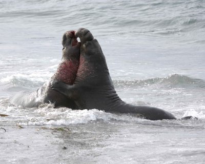 Seal, Northern Elephant, 2 Bulls, fighting-010110-Piedras Blancas, CA, Pacific Ocean-#0851.jpg