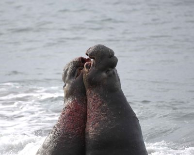 Seal, Northern Elephant, 2 Bulls, fighting-010110-Piedras Blancas, CA, Pacific Ocean-#0859.jpg