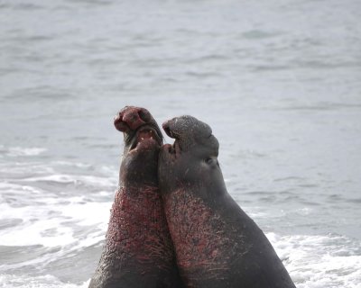 Seal, Northern Elephant, 2 Bulls, fighting-010110-Piedras Blancas, CA, Pacific Ocean-#0863.jpg