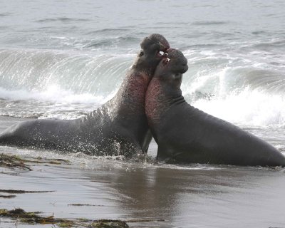 Seal, Northern Elephant, 2 Bulls, fighting-010110-Piedras Blancas, CA, Pacific Ocean-#0864.jpg