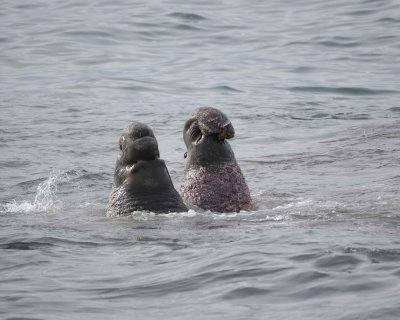 Seal, Northern Elephant, 2 Bulls, fighting-010110-Piedras Blancas, CA, Pacific Ocean-#0869.jpg