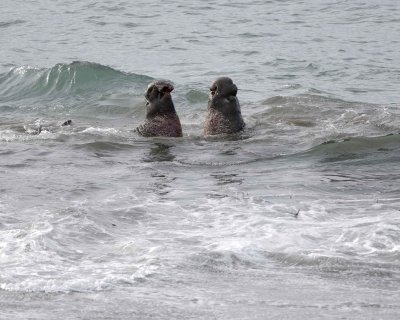 Seal, Northern Elephant, 2 Bulls, fighting-010110-Piedras Blancas, CA, Pacific Ocean-#0892.jpg