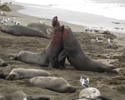 Seal, Northern Elephant, 2 Bulls, fighting-010110-Piedras Blancas, CA, Pacific Ocean-#0962.jpg